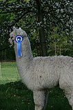 Galinchen 2012