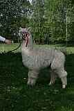 Galinchen 2012