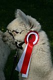 Galinchen 2012