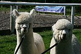 Galinchen 2012