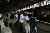 Galinchen 2012