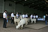Galinchen 2012